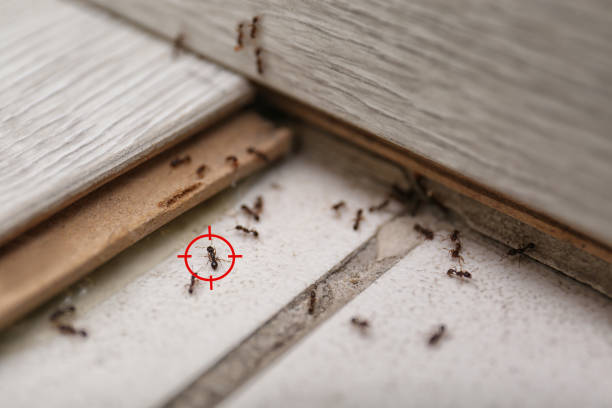Pest Prevention Services in South Whittier, CA